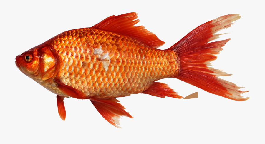 Fish - Fish Png, Transparent Clipart