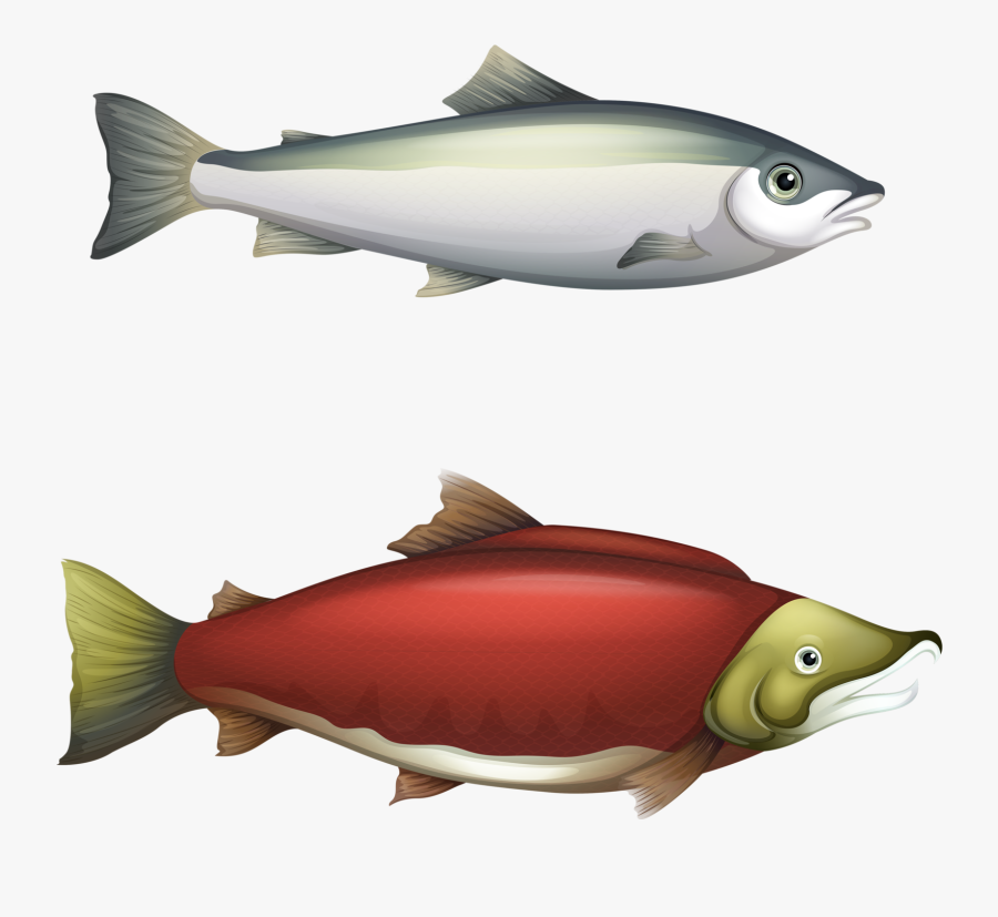 Clip Art Fishing Vector Chart - Salmon Life History Cycle, Transparent Clipart