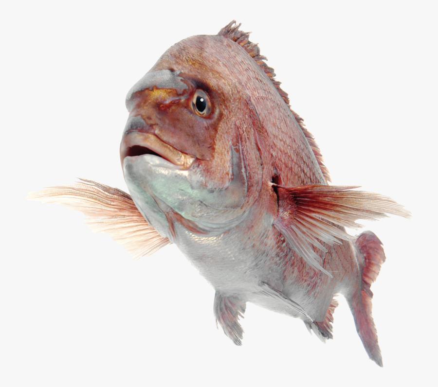 Fish - Red Bass Fish No Background, Transparent Clipart