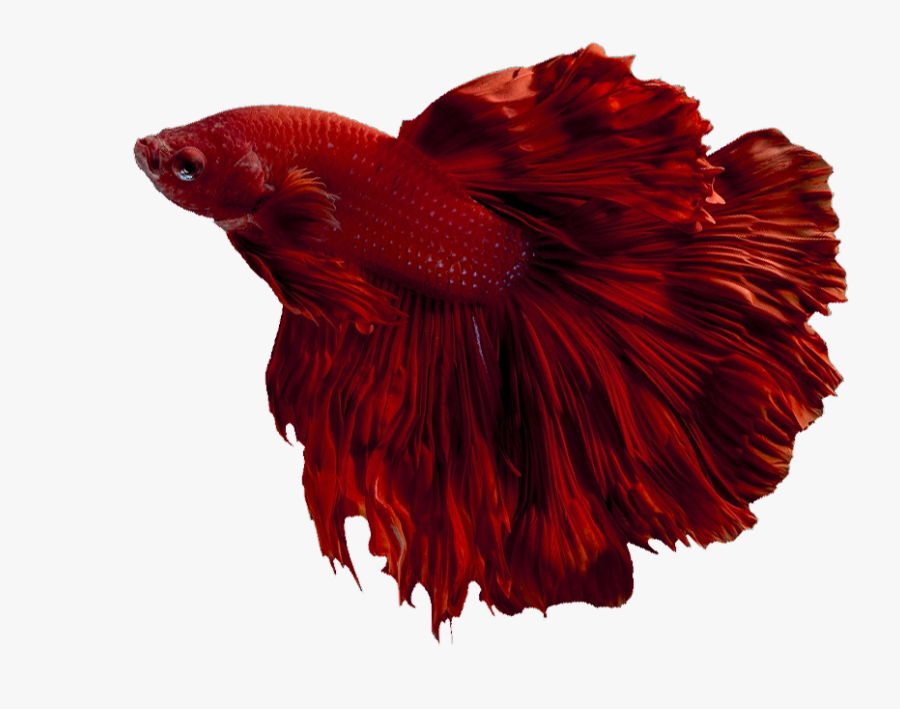 Transparent Beta Fish Png - Siamese Fighting Fish Png, Transparent Clipart