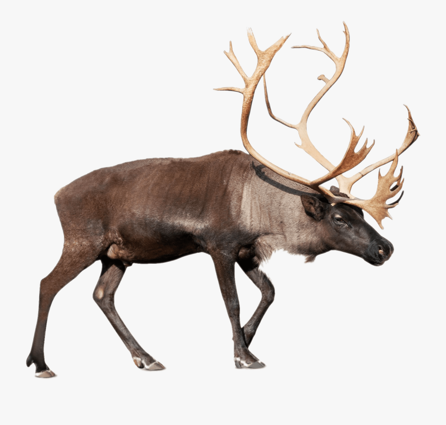 Clip Art Large Caribou Transparent Stickpng - Caribou Png, Transparent Clipart