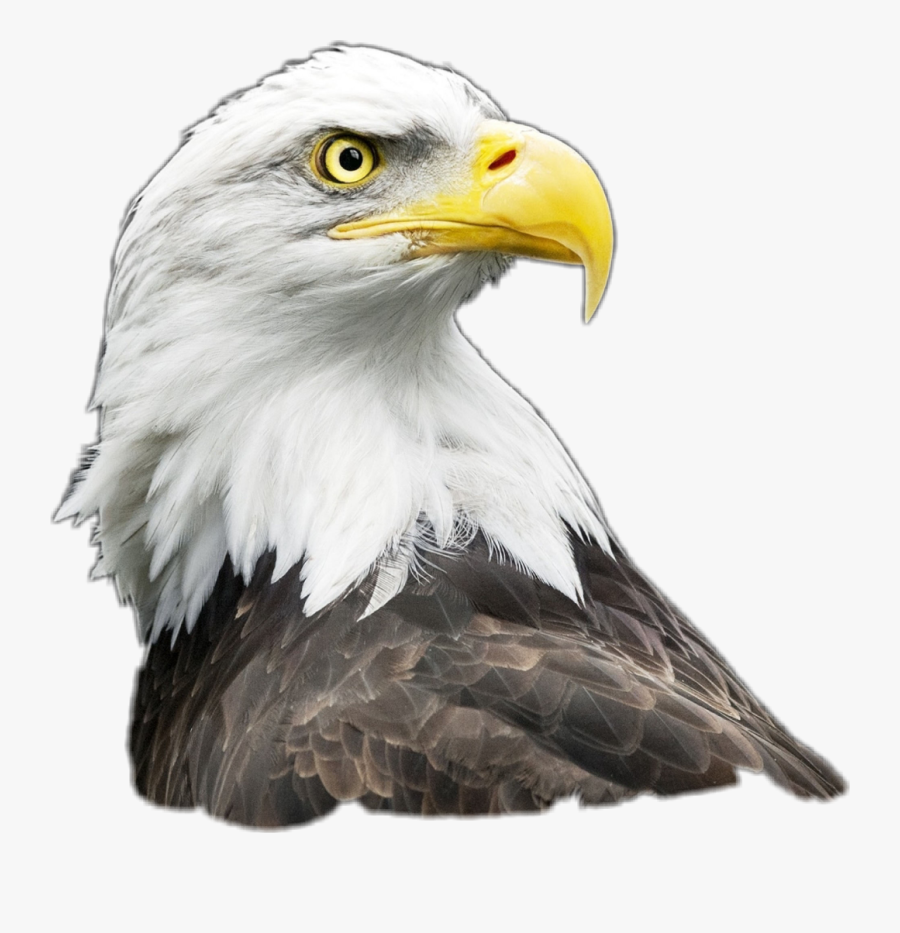 Transparent Eagle Clipart Png - Agila Clipart Png, Transparent Clipart