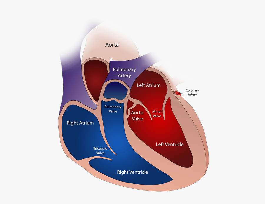 Systolic Heart Failure - Cardiovascular Disease, Transparent Clipart
