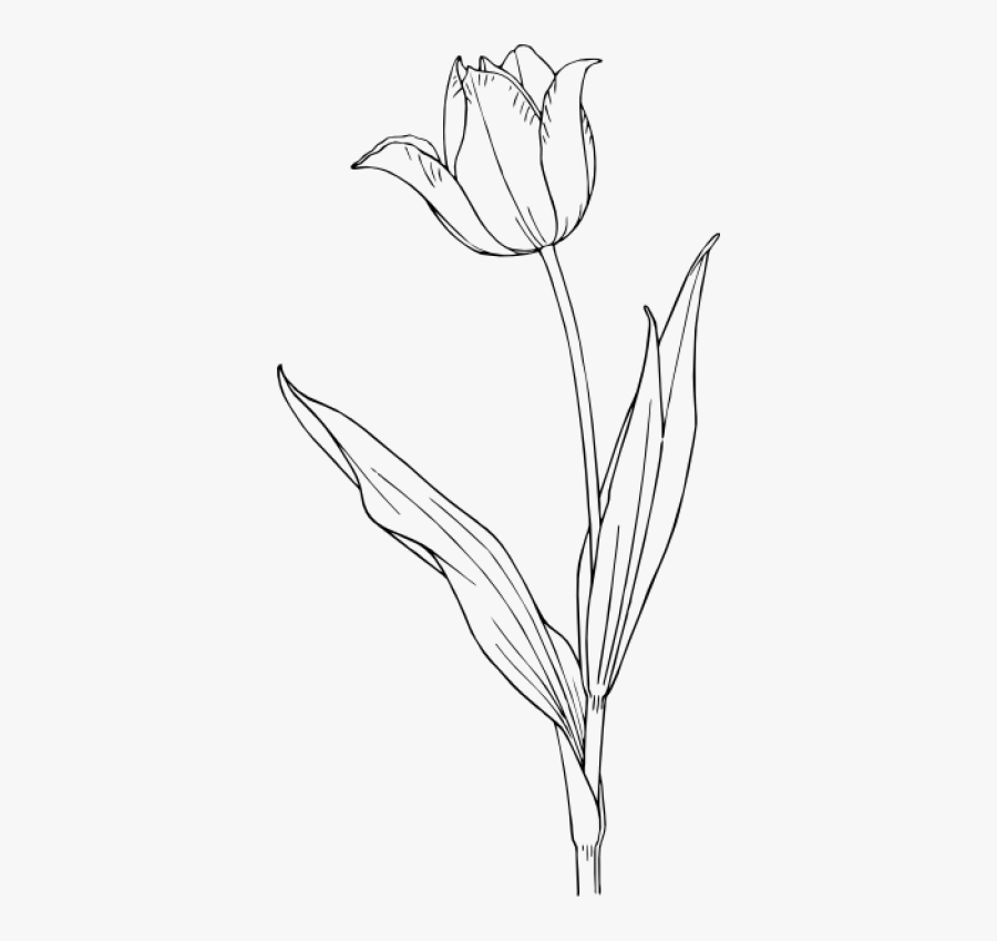 Tulip Clip Art Black And White, Transparent Clipart