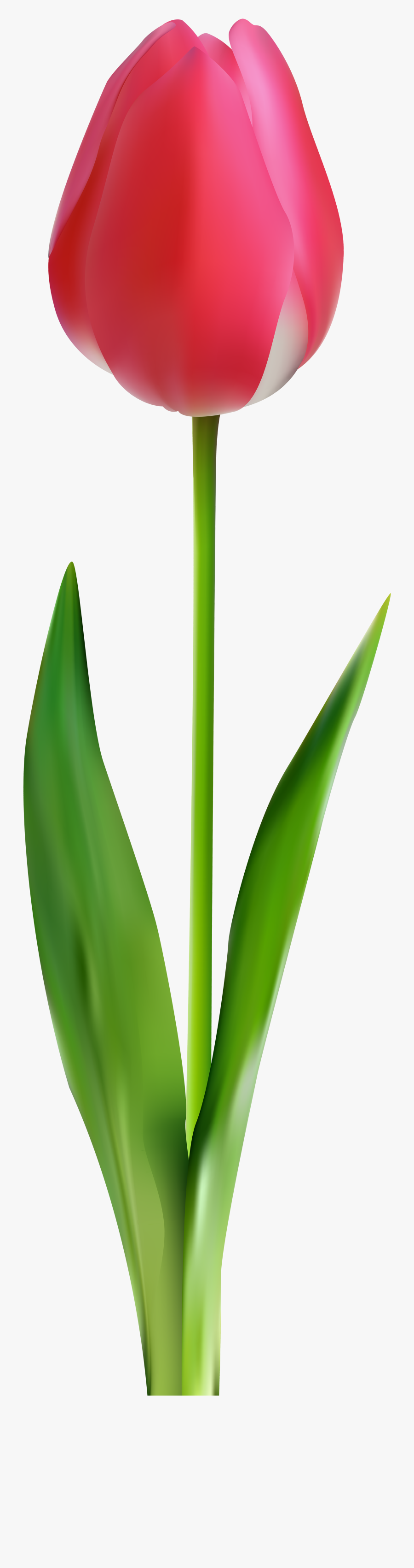 Tulip Black And White Clipart - Agave, Transparent Clipart
