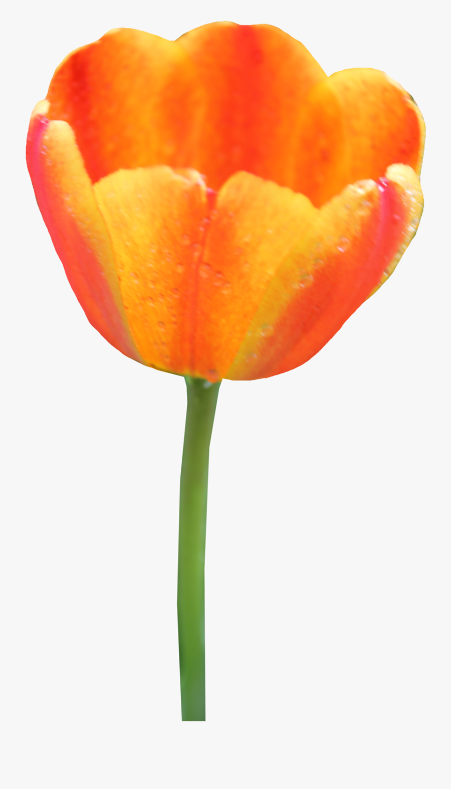 Orange Tulip Transparent Background, Transparent Clipart