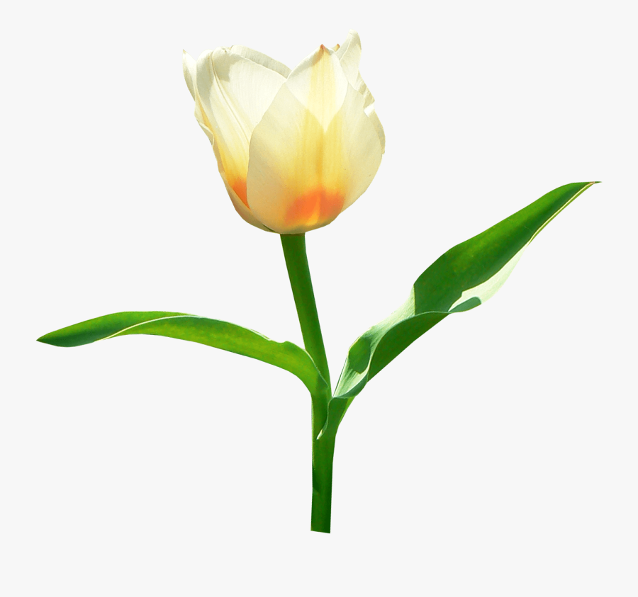 Transparent Tulips Png - Transparent Tulip Png, Transparent Clipart