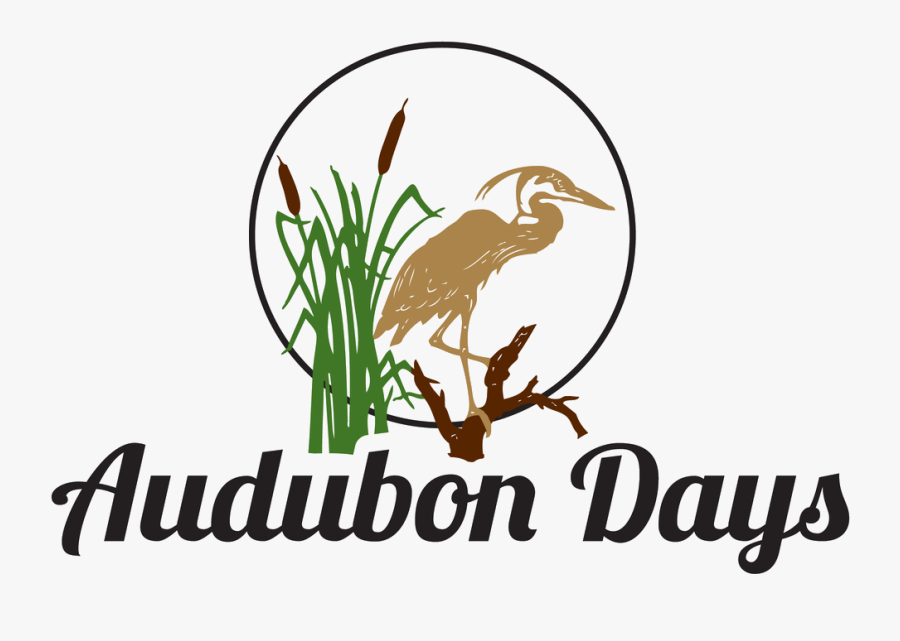 Kangaroo, Transparent Clipart