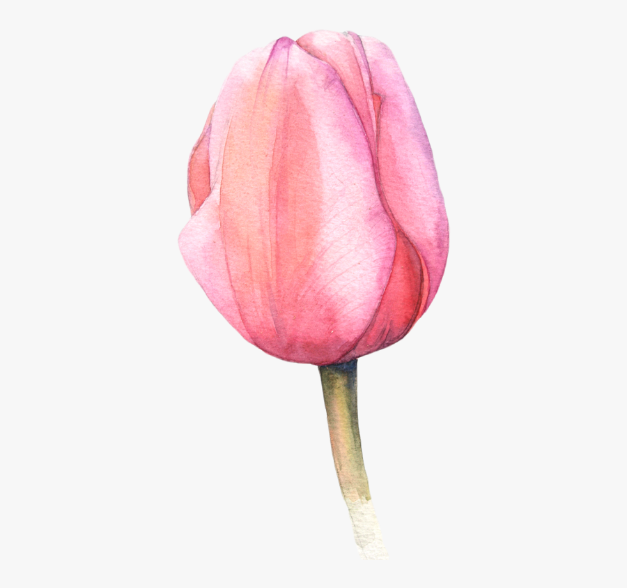 Flowers Clipart Watercolor Tulip, Transparent Clipart