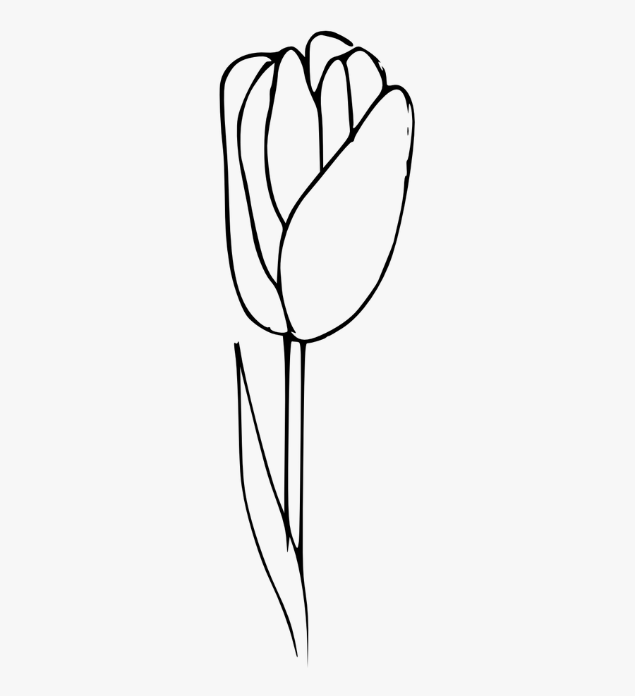 Outline Tulip Coloring Flower Free Picture - Tulip Outline Png, Transparent Clipart