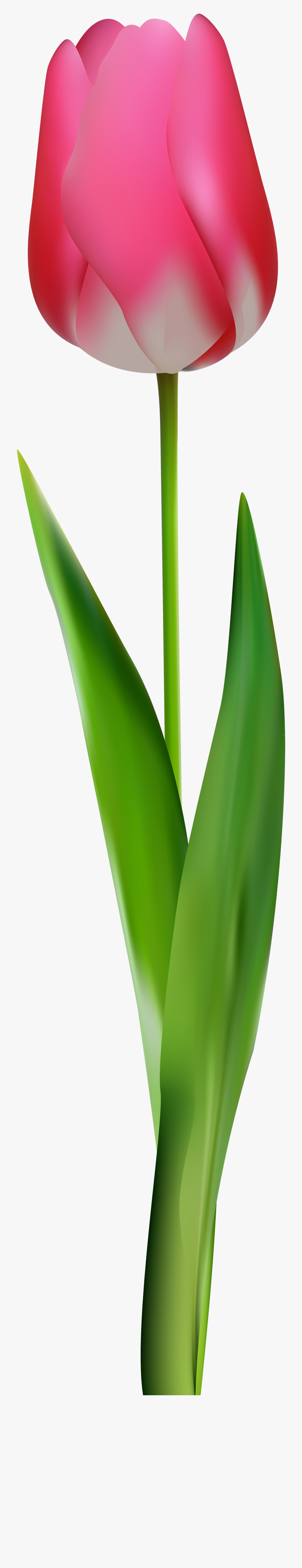 Pink Tulip Png Clip Art - Agave, Transparent Clipart