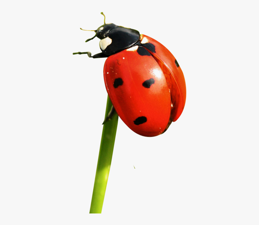 Ladybug - Ladybug Transparent, Transparent Clipart