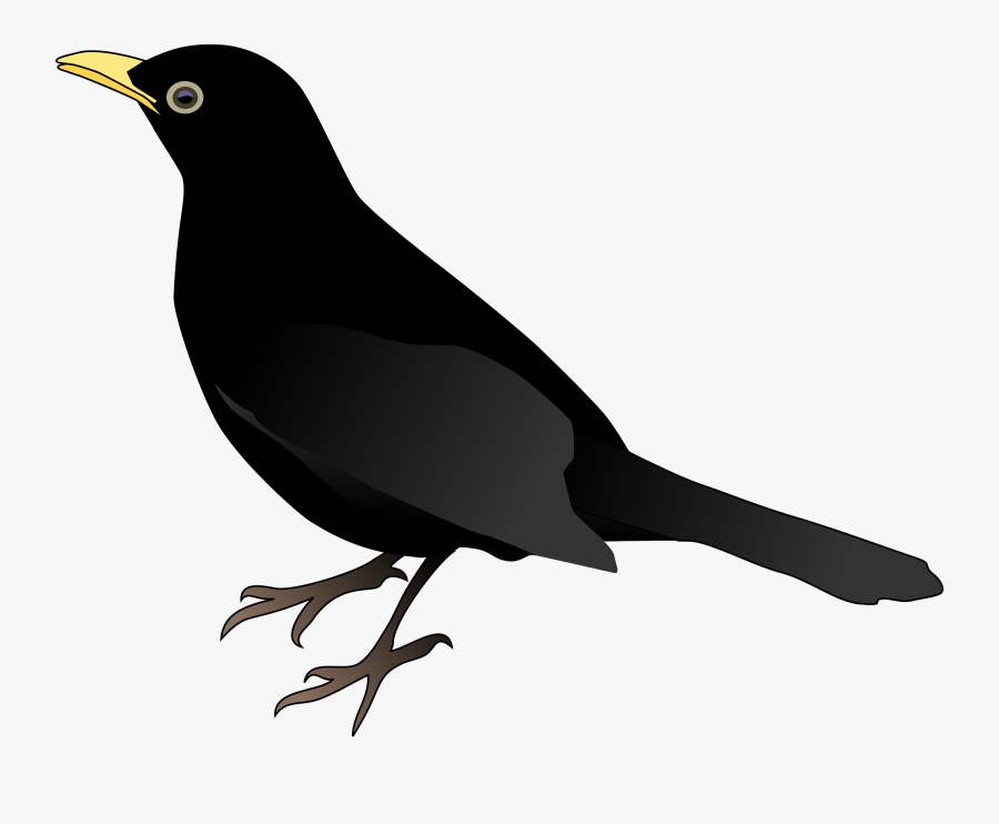 Finch,bird,emberizidae - Black Bird Coloring Pages, Transparent Clipart
