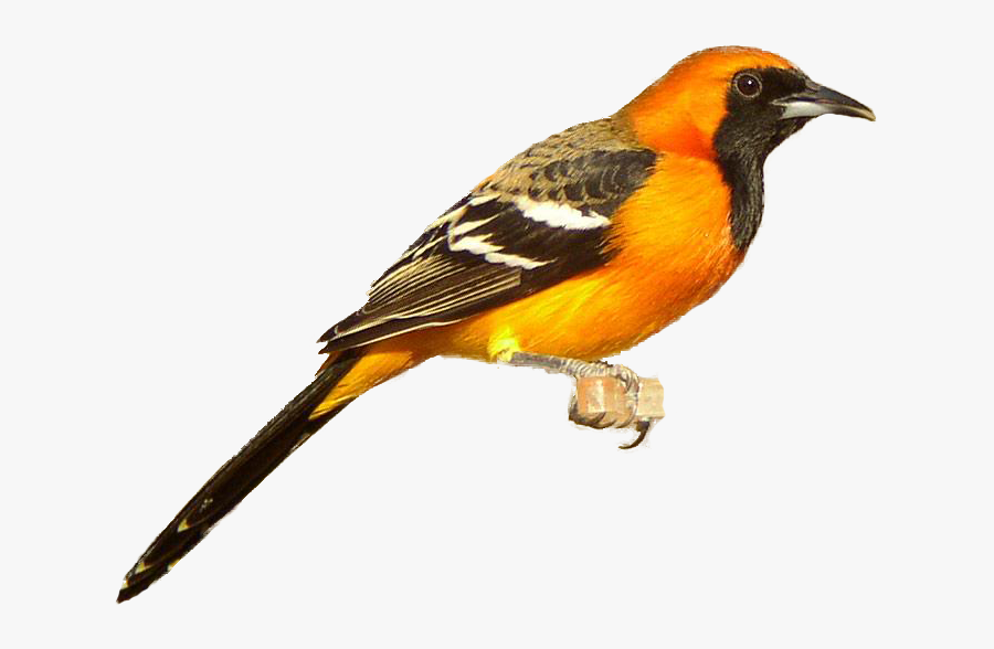 Red Clipart Cardinal - Baltimore Oriole White Background, Transparent Clipart