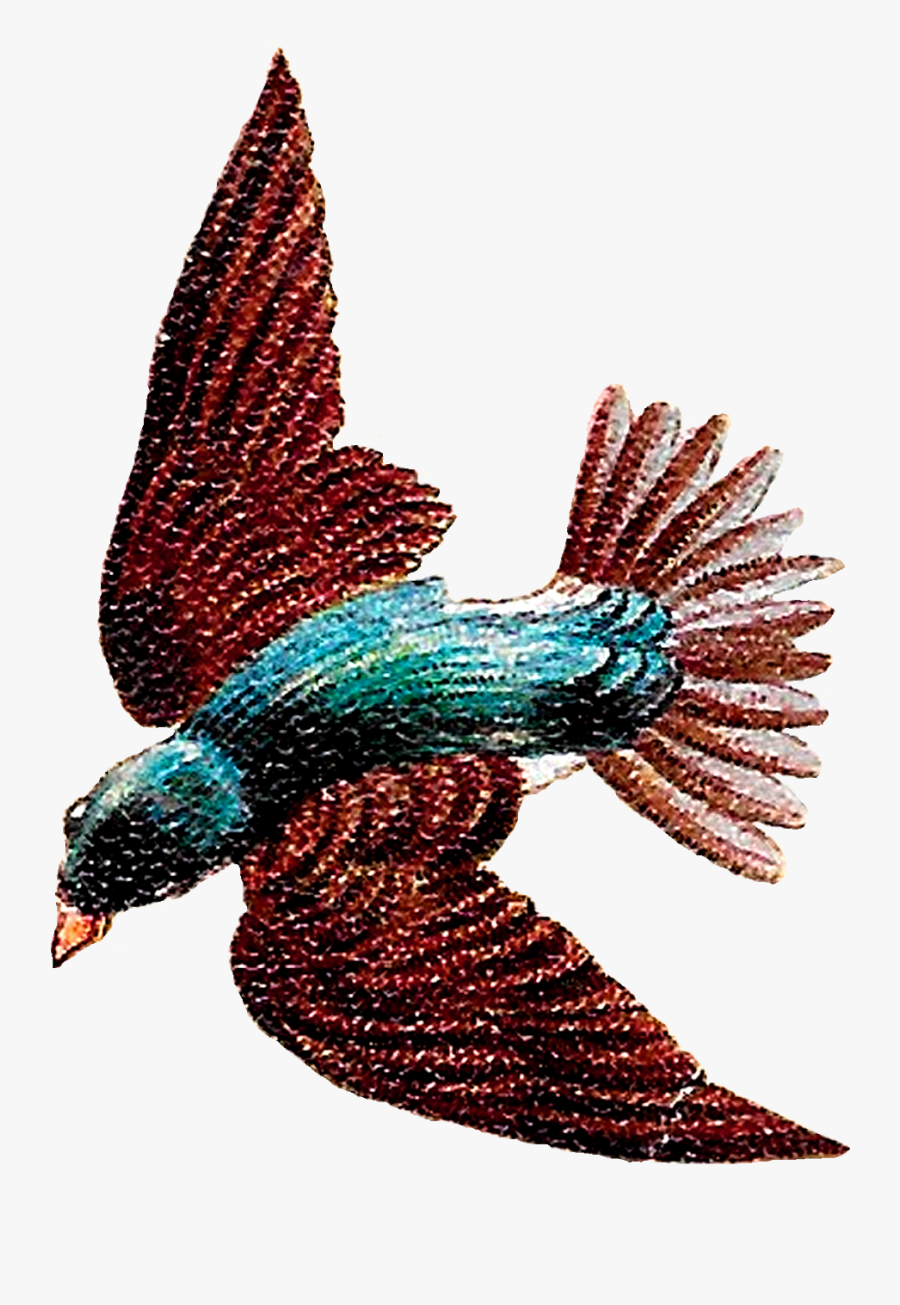 Hummingbird, Transparent Clipart