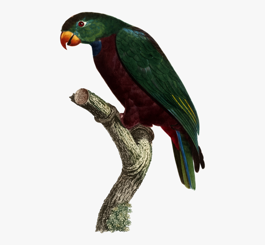 Macaw,parrot,bird - Pionus Maximilian, Transparent Clipart