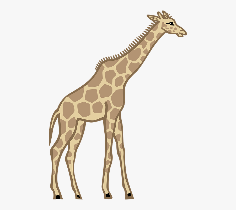 Giraffe Standing Animal Wildlife Mammal Wild Clipart Tall Free Transparent Clipart Clipartkey