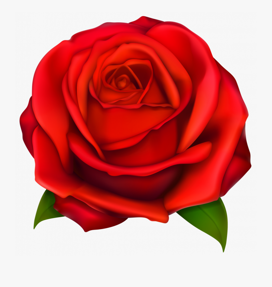 Rose Clipart Royalty Free Realistic Red Rose Drawing Free Transparent Clipart Clipartkey