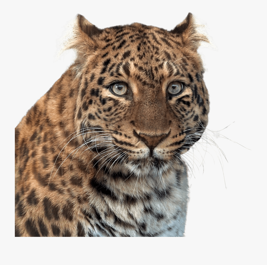 Panther Head - Imagenes De Animales En Png, Transparent Clipart