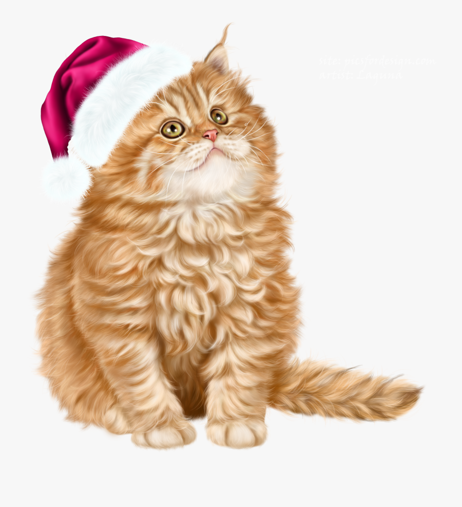 British Longhair, Transparent Clipart
