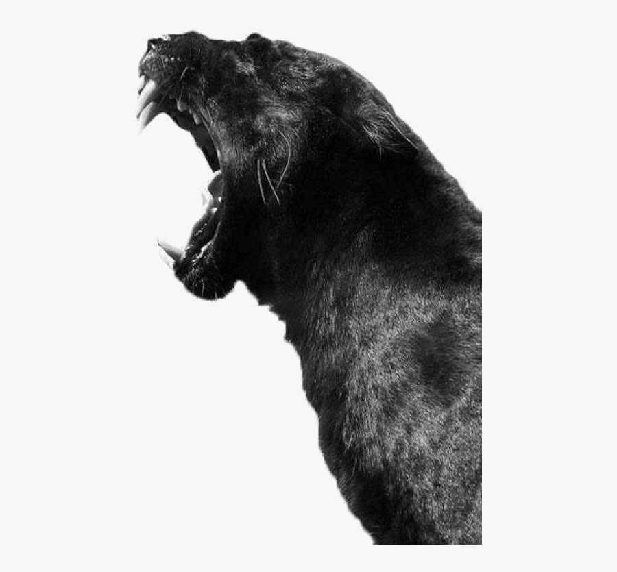 S - Black Jaguar White Background, Transparent Clipart