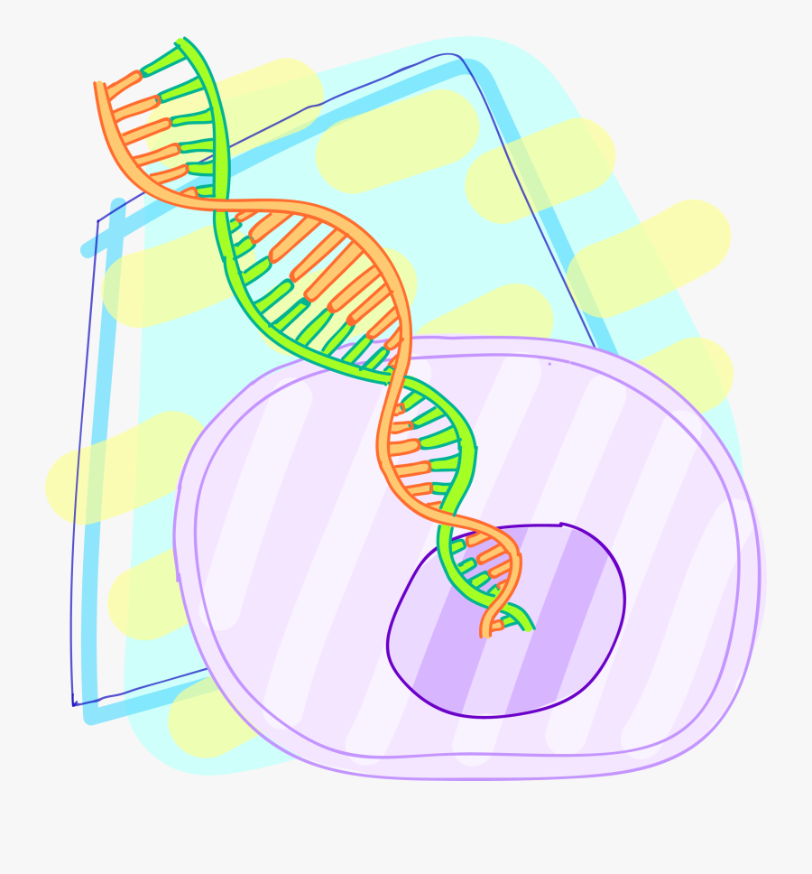 Circle Clipart Chimeric Antigen - Circle, Transparent Clipart