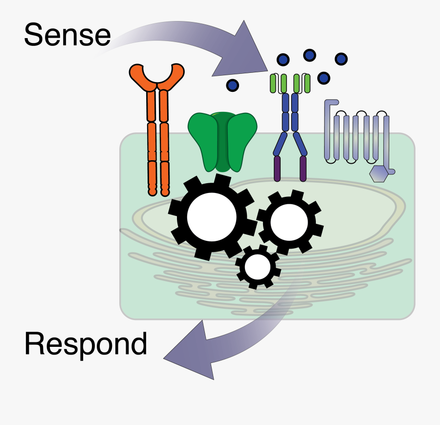 Circle Clipart Chimeric Antigen, Transparent Clipart