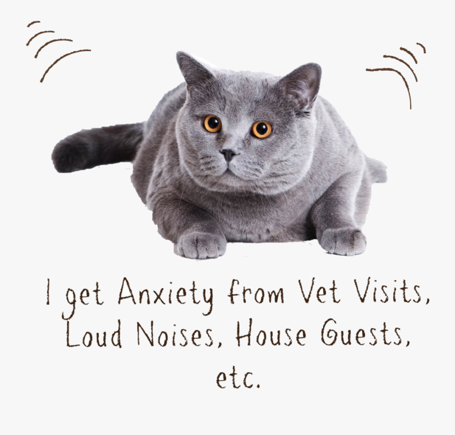 Transparent Zen Png - Cat Psd, Transparent Clipart