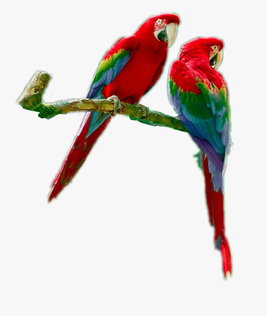 #parrots #parrotsrule #parrotlover #parrot #bird - Macaw, Transparent Clipart