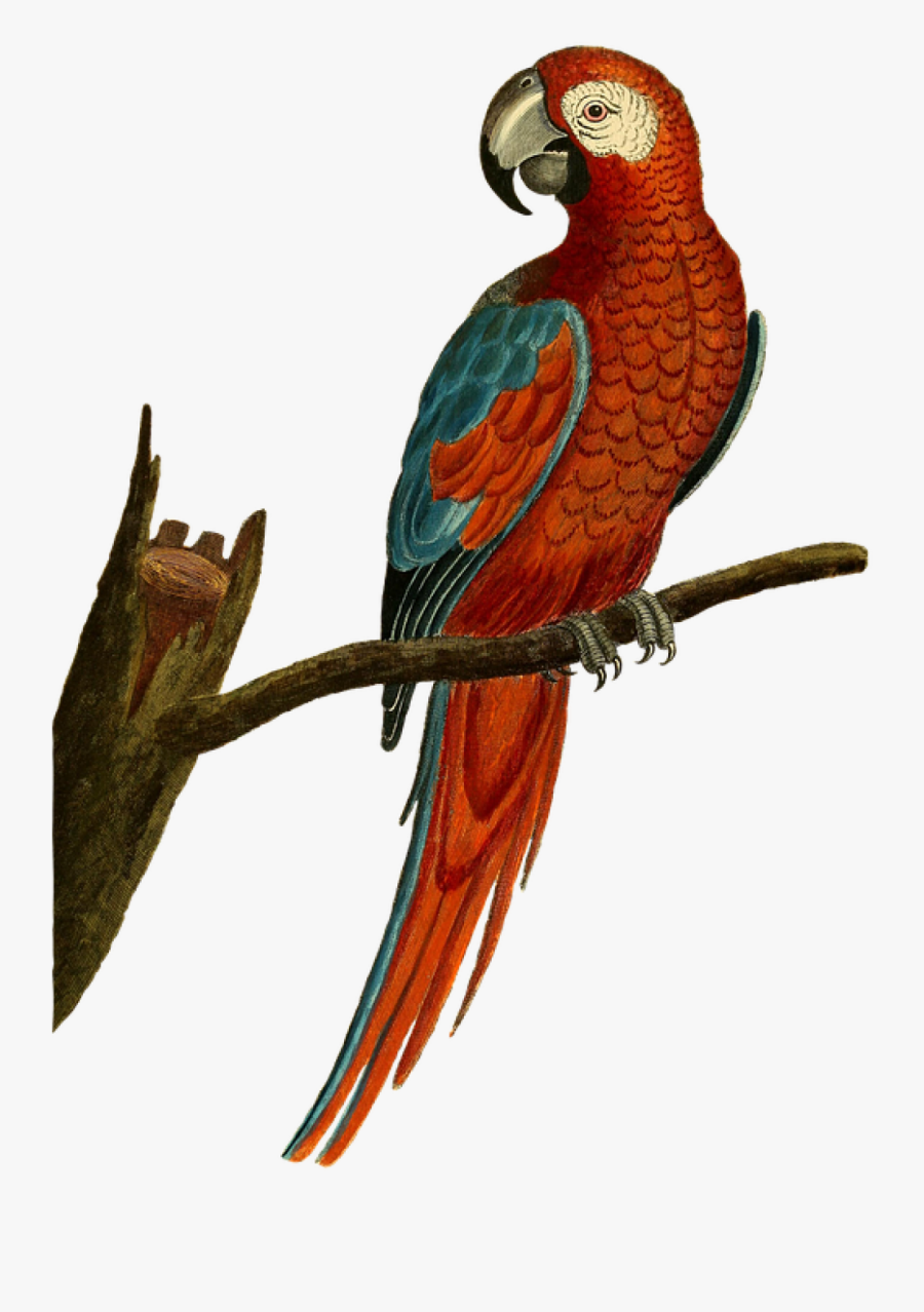 Transparent Isolated Birds Png - Parrot Vintage, Transparent Clipart