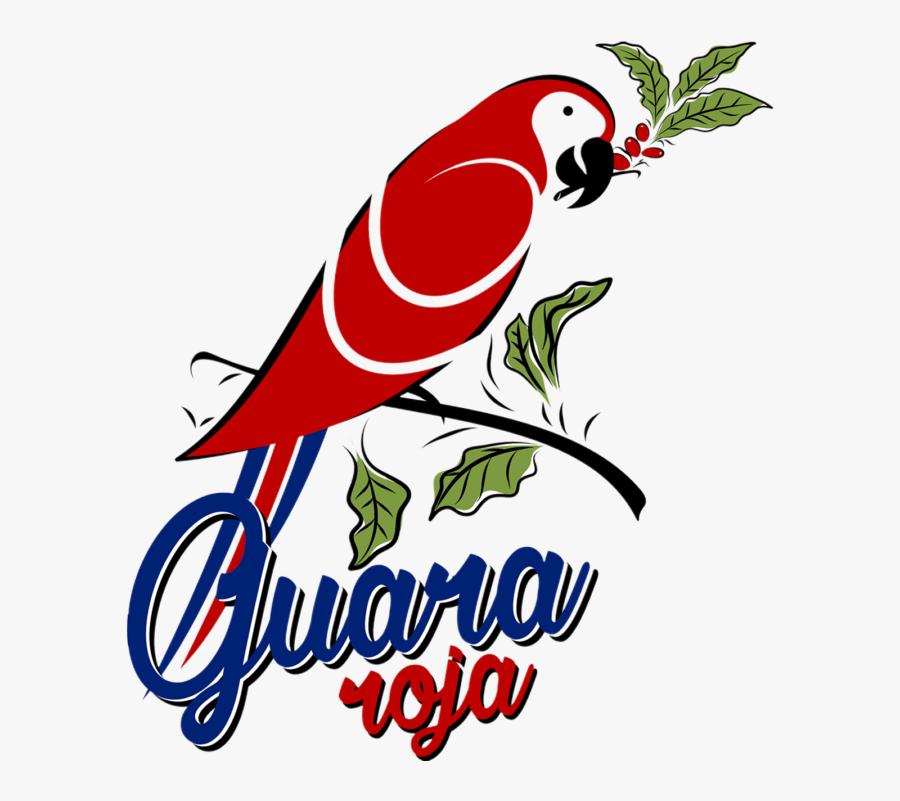 Macaw Clipart , Png Download, Transparent Clipart