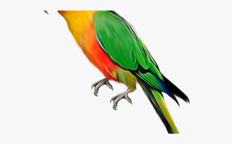 Transparent Background Parrot Clipart, Transparent Clipart