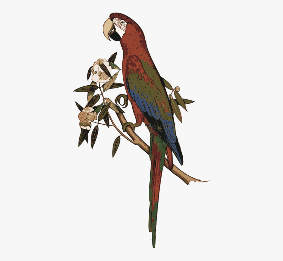 Macaw,parrot,bird - Shaikh Zain Ud Din, Transparent Clipart