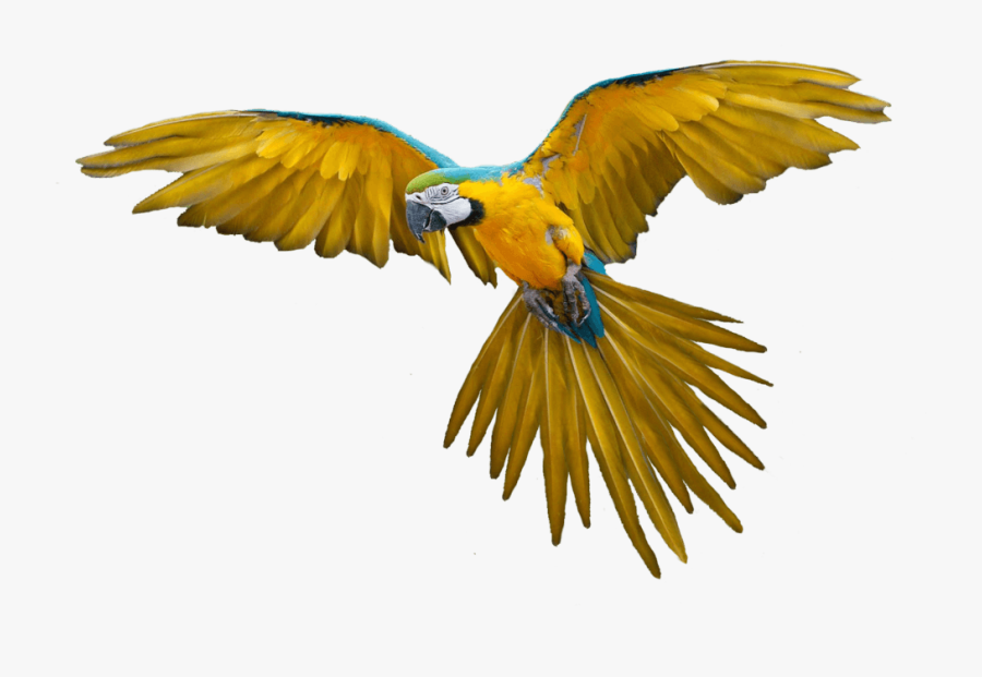 Transparent Macaw Png - Bird Flying Gif Png, Transparent Clipart