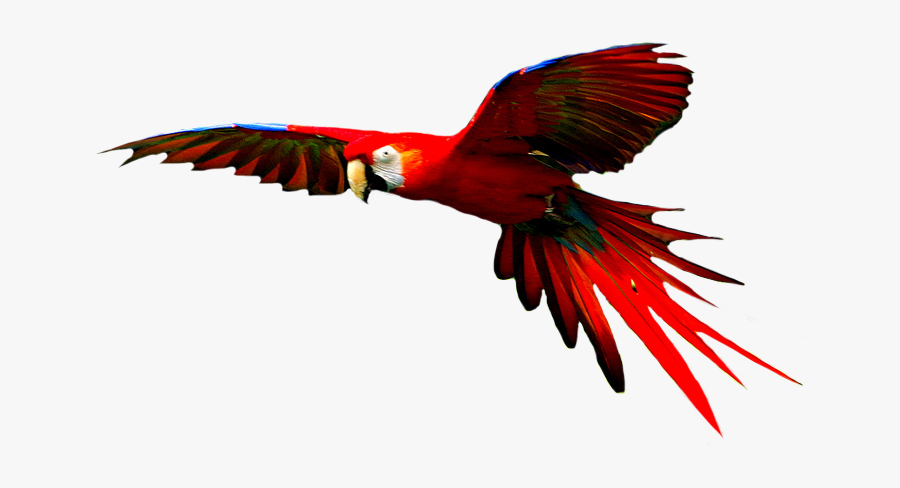 Macaw High-quality Png - Colorful Birds Flying Png, Transparent Clipart