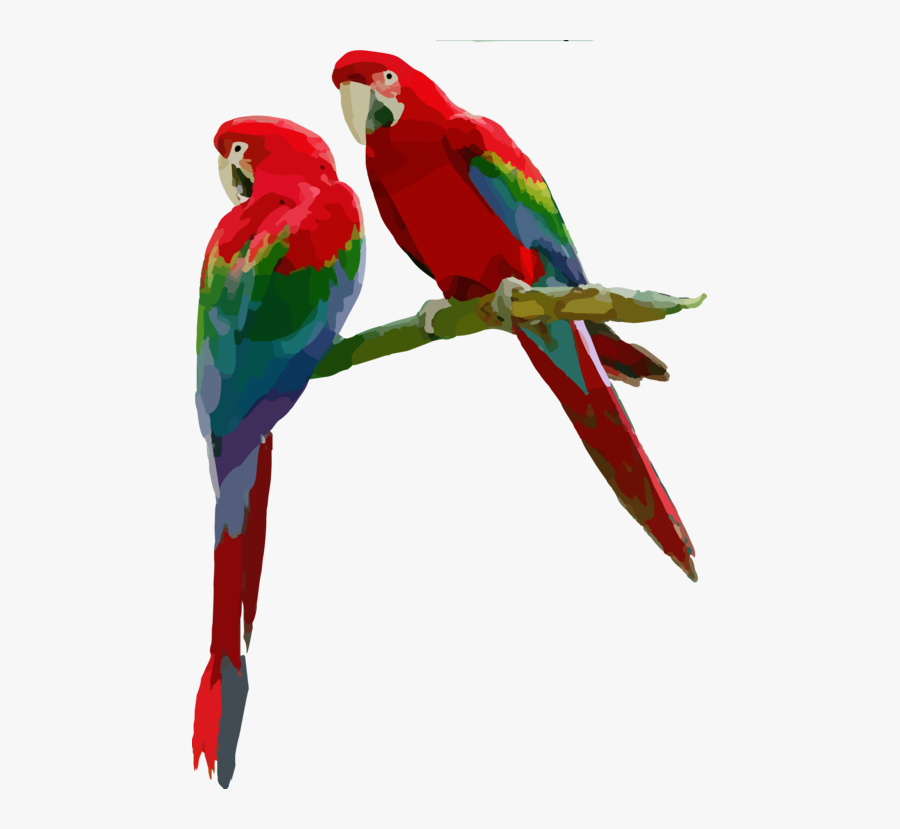 Macaw,parrot,budgie - Scarlet Macaw Png, Transparent Clipart