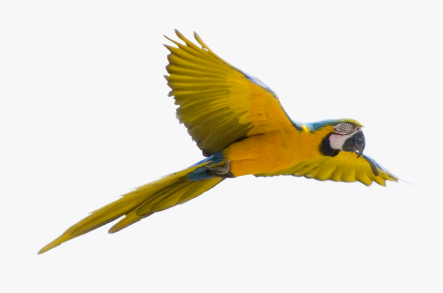 Parrot Png Image, Free Pictures Download - Flying Bird Transparent Background, Transparent Clipart