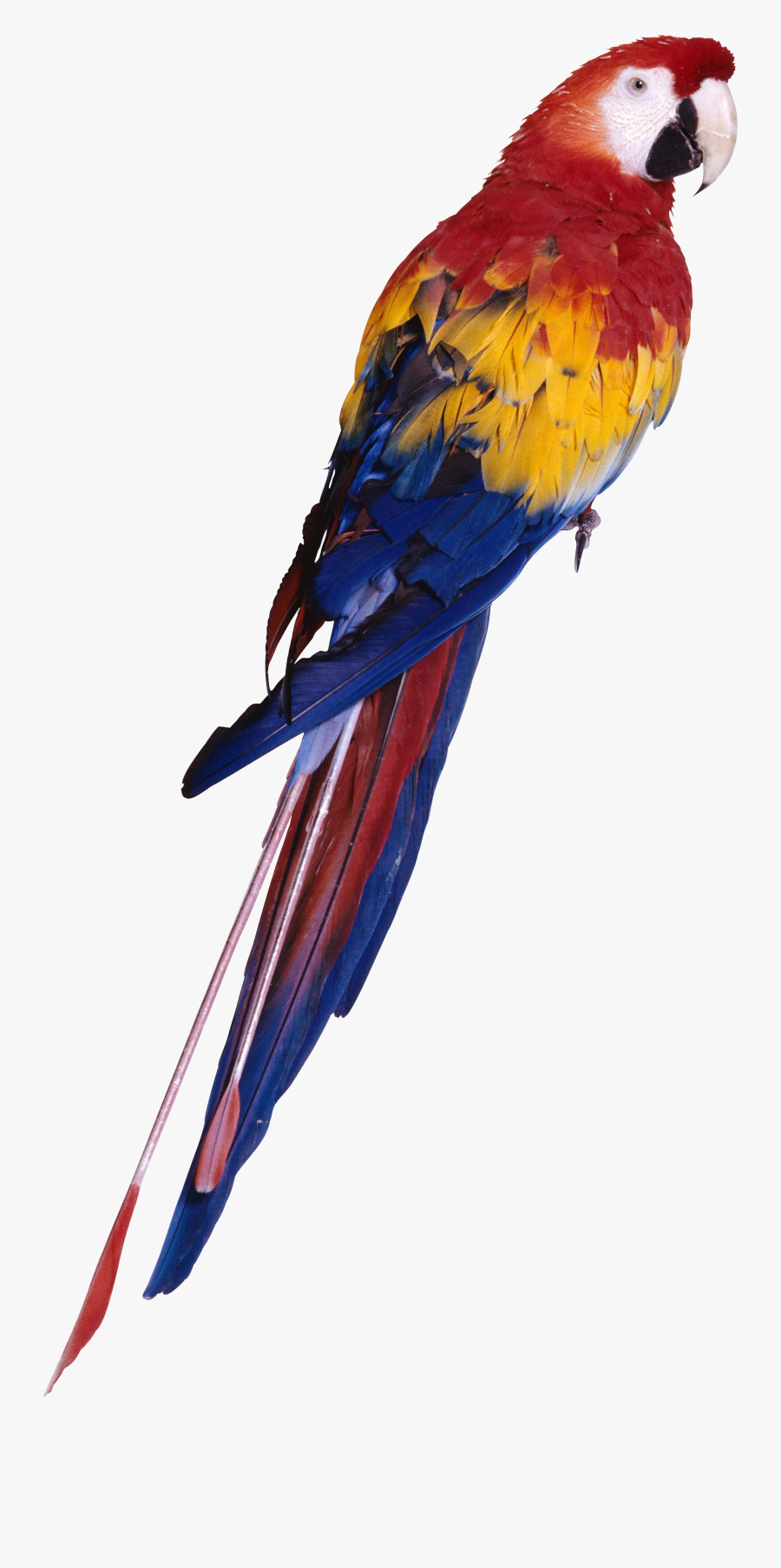 Rainforest Clipart Macaw - Parrot Ring, Transparent Clipart