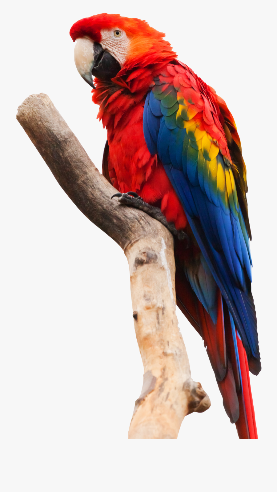 Parrot Macaw Png Image - Scarlet Macaw White Background, Transparent Clipart