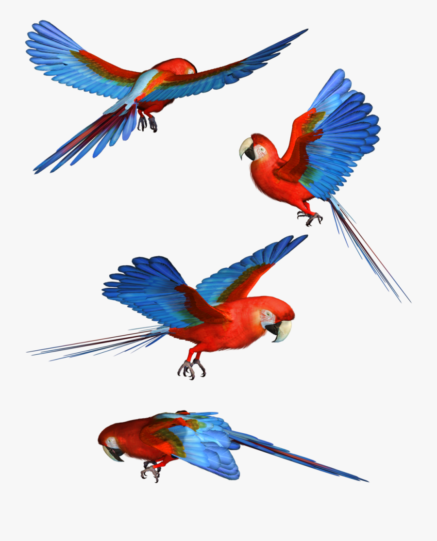 Download Macaw Png Hd - Parrot Bird Flying Png, Transparent Clipart