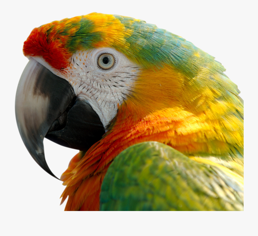 Macaw Png Image, Transparent Clipart