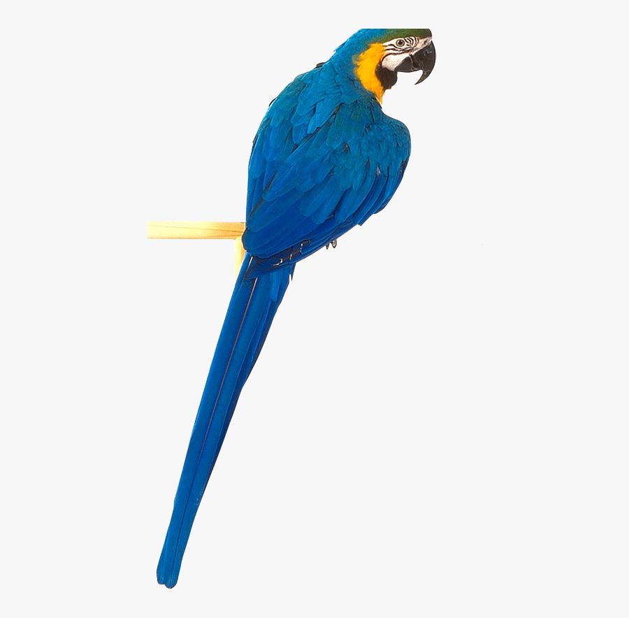 Macaw Face Png Free Download - Blue Parrot Png, Transparent Clipart
