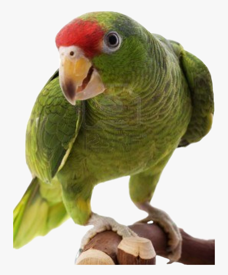 Transparent Macaw Clipart - Papagaio Da Cabeça Vermelha, Transparent Clipart