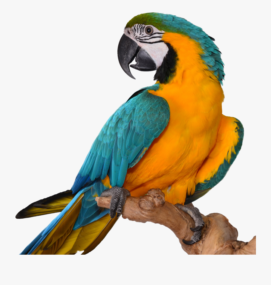 Macaw Png, Transparent Clipart