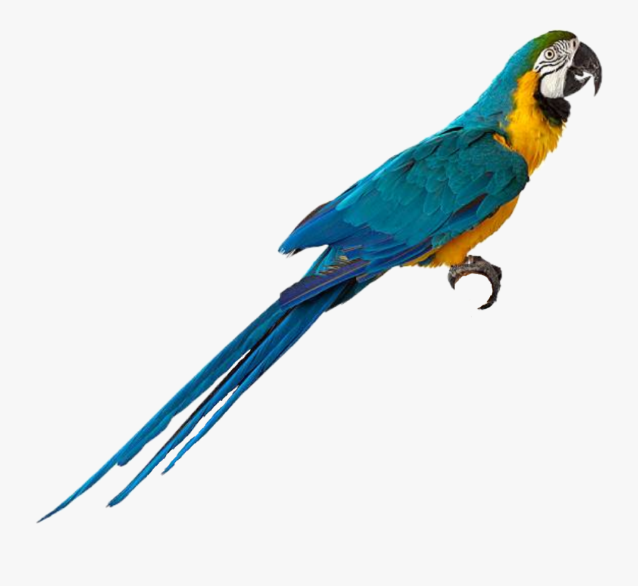 #macaw #parrot #bird - Macaw, Transparent Clipart