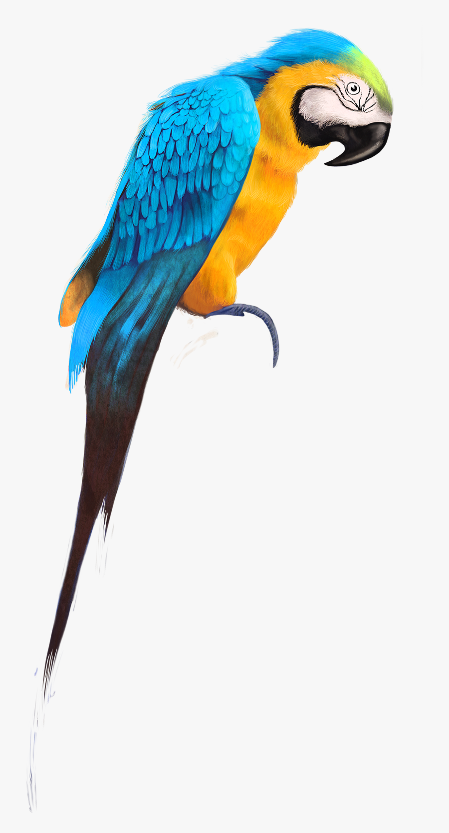 Transparent Macaw Clipart - Drawing Of Birds By Watercolor, Transparent Clipart