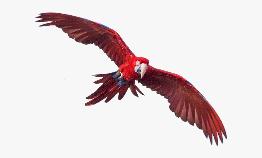 Download Macaw Free Png Image - Macaws Png, Transparent Clipart