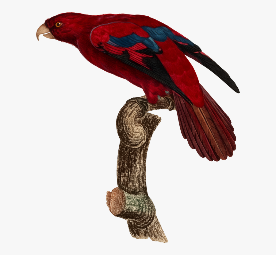 Macaw,parrot,bird - Parrot, Transparent Clipart