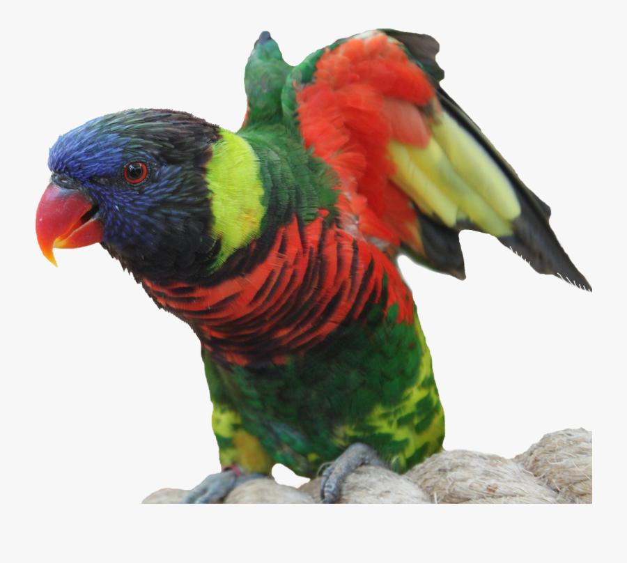 นก แก้ว Png, Transparent Clipart