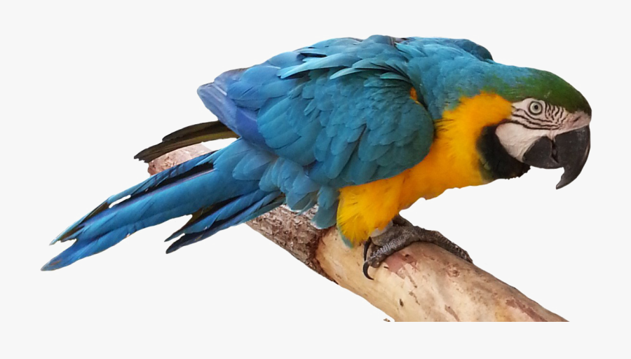 Blue Parrot Png, Transparent Clipart